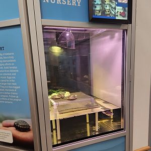 Alabama Aquarium - Terrapin nursery
