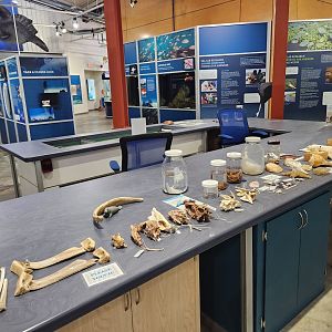 Alabama Aquarium - Sea lab area