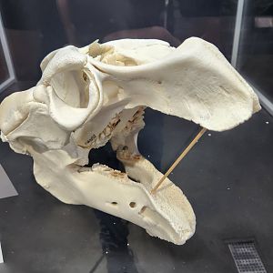 Alabama Aquarium - Manatee skull