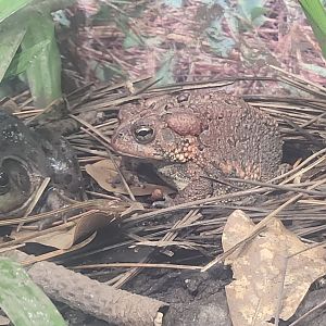 Alabama Aquarium - American Toad