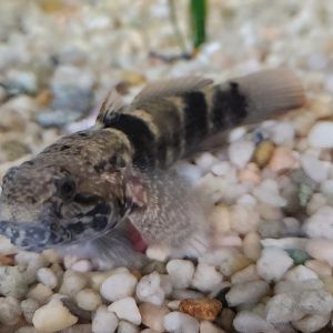 Alabama Aquarium - Goby