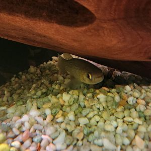 Alabama Aquarium - Killifish