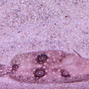 Alabama Aquarium - Flounder