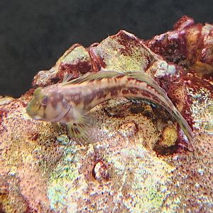Alabama Aquarium - Blenny