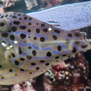 Alabama Aquarium - Filefish