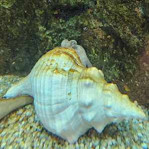 Alabama Aquarium - Common Octopus hiding