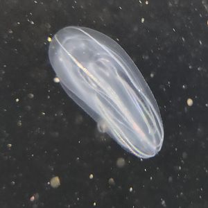 Alabama Aquarium - Comb Jelly