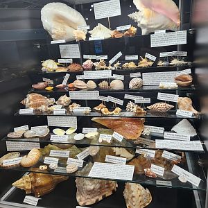 Alabama Aquarium - Shell display