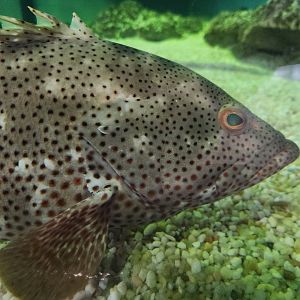 Alabama Aquarium - Grouper