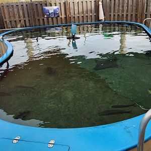 Alabama Aquarium - Ray and shark touch tank