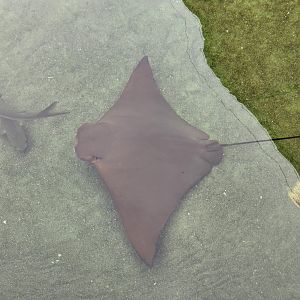 Alabama Aquarium - Cownose Ray