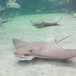 Alabama Aquarium - Rays underwater view