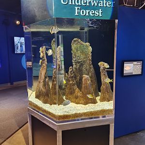 Alabama Aquarium - Underwater forest exhibit
