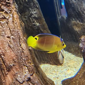 Alabama Aquarium - Angelfish