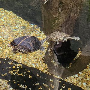 Alabama Aquarium - Turtles