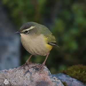 Piwauwau/Rock Wren