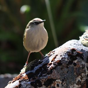 Piwauwau/Rock Wren