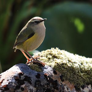 Piwauwau/Rock Wren