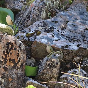 Piwauwau/Rock Wren Pair