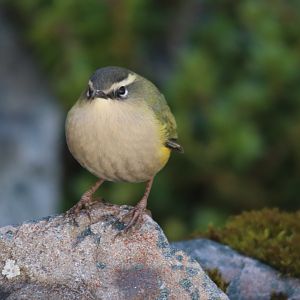 Piwauwau/Rock Wren