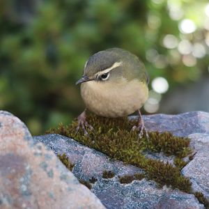 Piwauwau/Rock Wren
