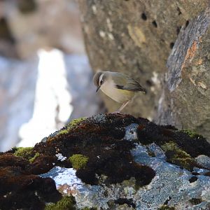 Piwauwau/Rock Wren