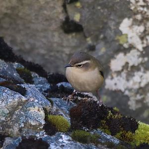 Piwauwau/Rock Wren