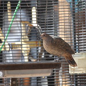 Female White-throated Ground Dove (Pampusana xanthonura)