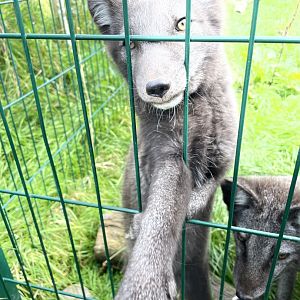 Arctic Fox Pups