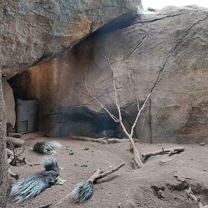 Lewa savanna - Kopje exhibit - Crested porcupine enclosure