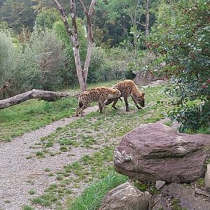 Lewa savanna - Kopje exhibit - Spotted hyena (Crocuta crocuta)