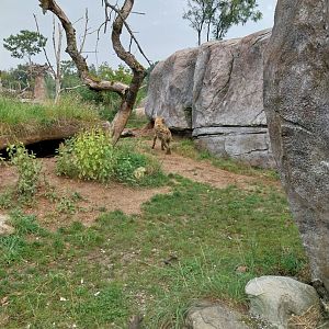 Lewa savanna - Kopje exhibit - Spotted hyena enclosure