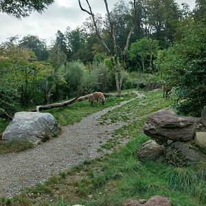 Lewa savanna - Kopje exhibit - Spotted hyena enclosure