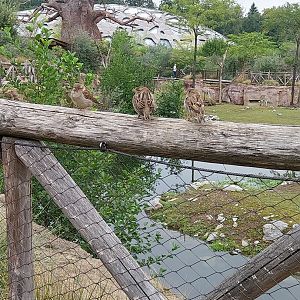 Lewa savanna - visitors