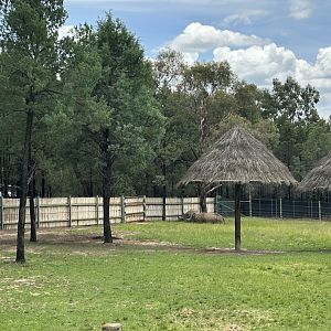 Greater one-horned rhino, cow and calf exhibit