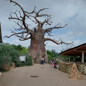 Lewa savanna - Village - Baobab