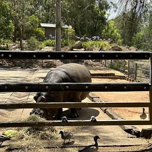 Hippo and native waterbirds