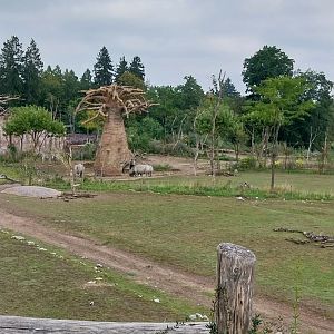 Lewa savanna - Baobab rhino feeding station