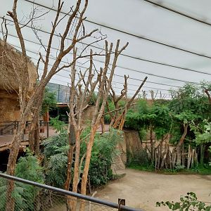 Lewa savanna - Giraffe and rhino building