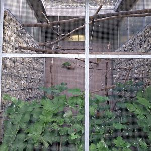 Volière Seebach - Southern festive amazon aviary