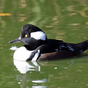 Duck ID - Parc des Oiseaux (Villars les Dombes)