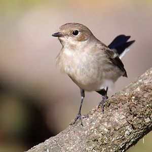 Bird ID - Parc des Oiseaux (Villars les Dombes)