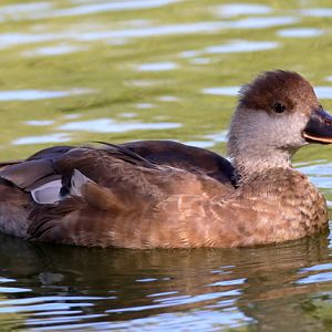 Duck ID - Parc des Oiseaux (Villars les Dombes)