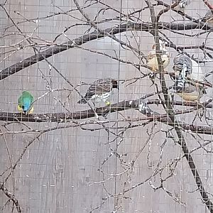 Volière Seebach - Mixed species aviary