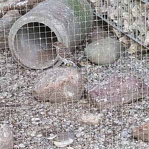 Volière Seebach -Amethyst starling