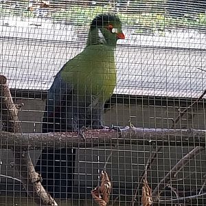 Seebach Volière - White-cheeked turaco (Menelikornis leucotis)