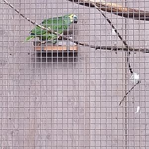 Seebach Volière - Yellow-crowned amazon (Amazona ochrocephala)