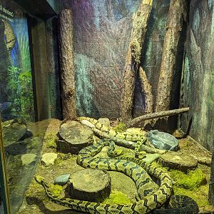 Wild Florida - Canebrake rattlesnakes