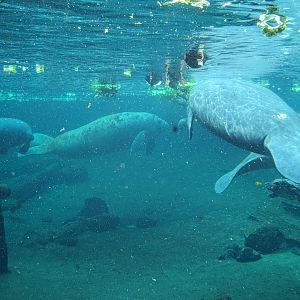 Wild Florida - Manatees