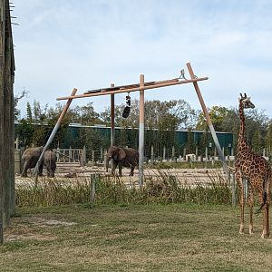 Safari Africa - Masai giraffe and African bush elephant